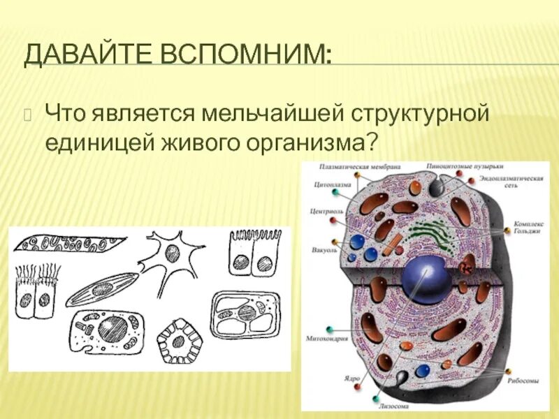 Структурная и функциональная единица живого организма это. Структурная единица живого. что является структурной единицей живого организма. основная структурная единица всех живых организмов. элементарной единицей живого организма является.