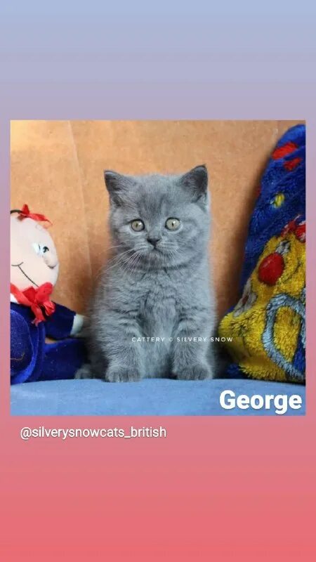 питомник silvery snow