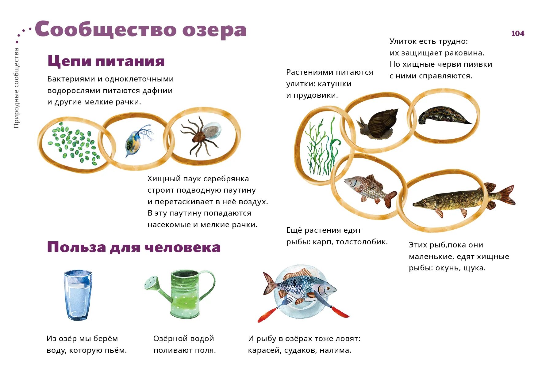 Дафния цепь питания. Кто ест пиявок цепи питания. Пищевая цепочка с улиткой.