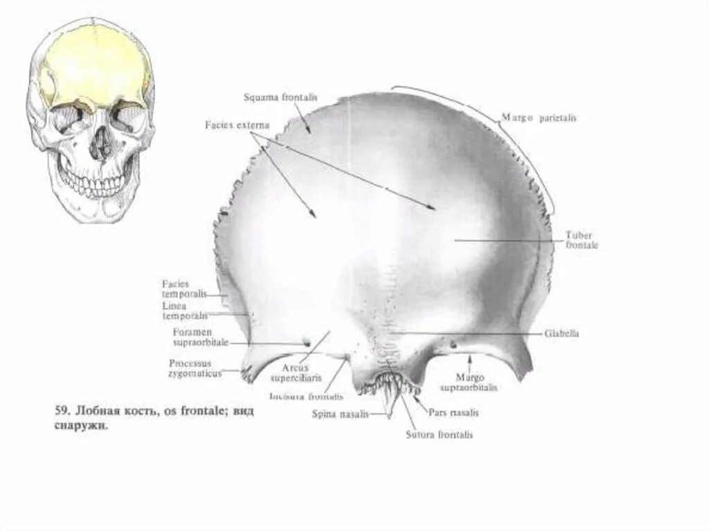 Теменная кость черепа рисунок. Теменная кость строение. Теменная кость в разрезе. Название костей черепа.