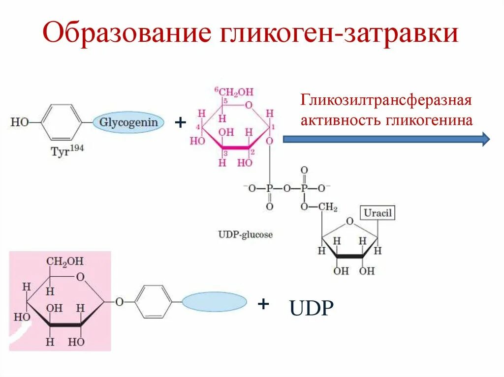 Синтез и распад гликогена биохимия. Последовательность реакций синтеза гликогена. Составьте схему синтеза гликогена. Схема образования гликогена.