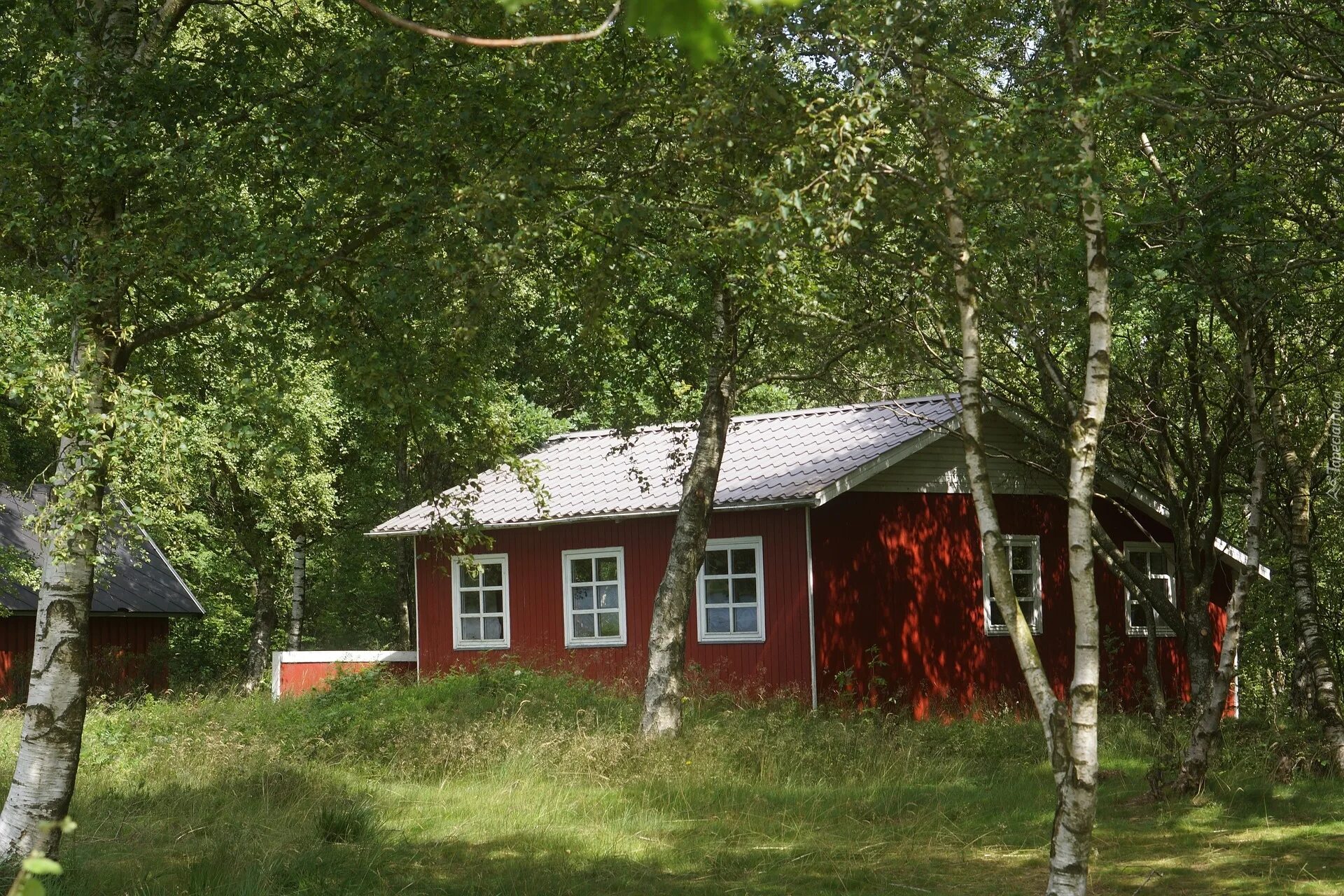 Дом с березами. Дом в березовой роще. Домик на Березе. Березовый домик.