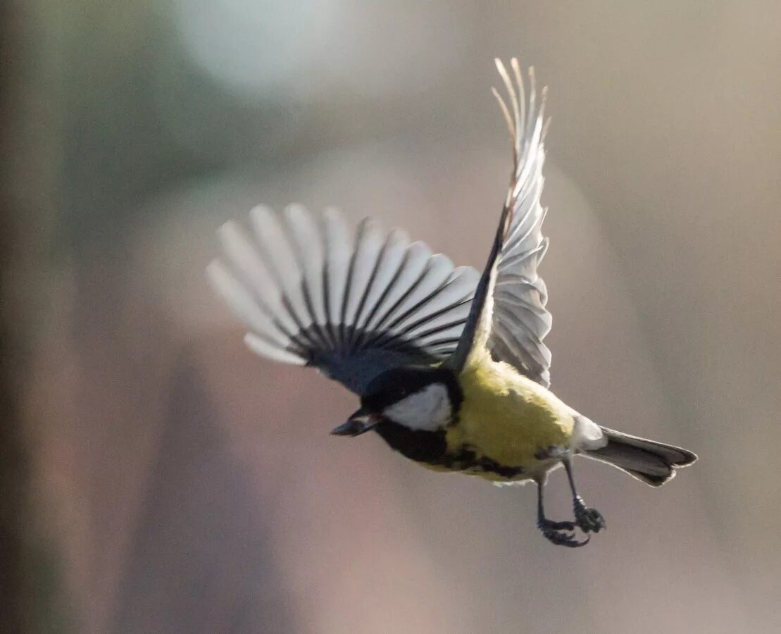 синица падает. синица лазоревка в полете. синичка подлетает. синичка лазоревка. красивые птички.