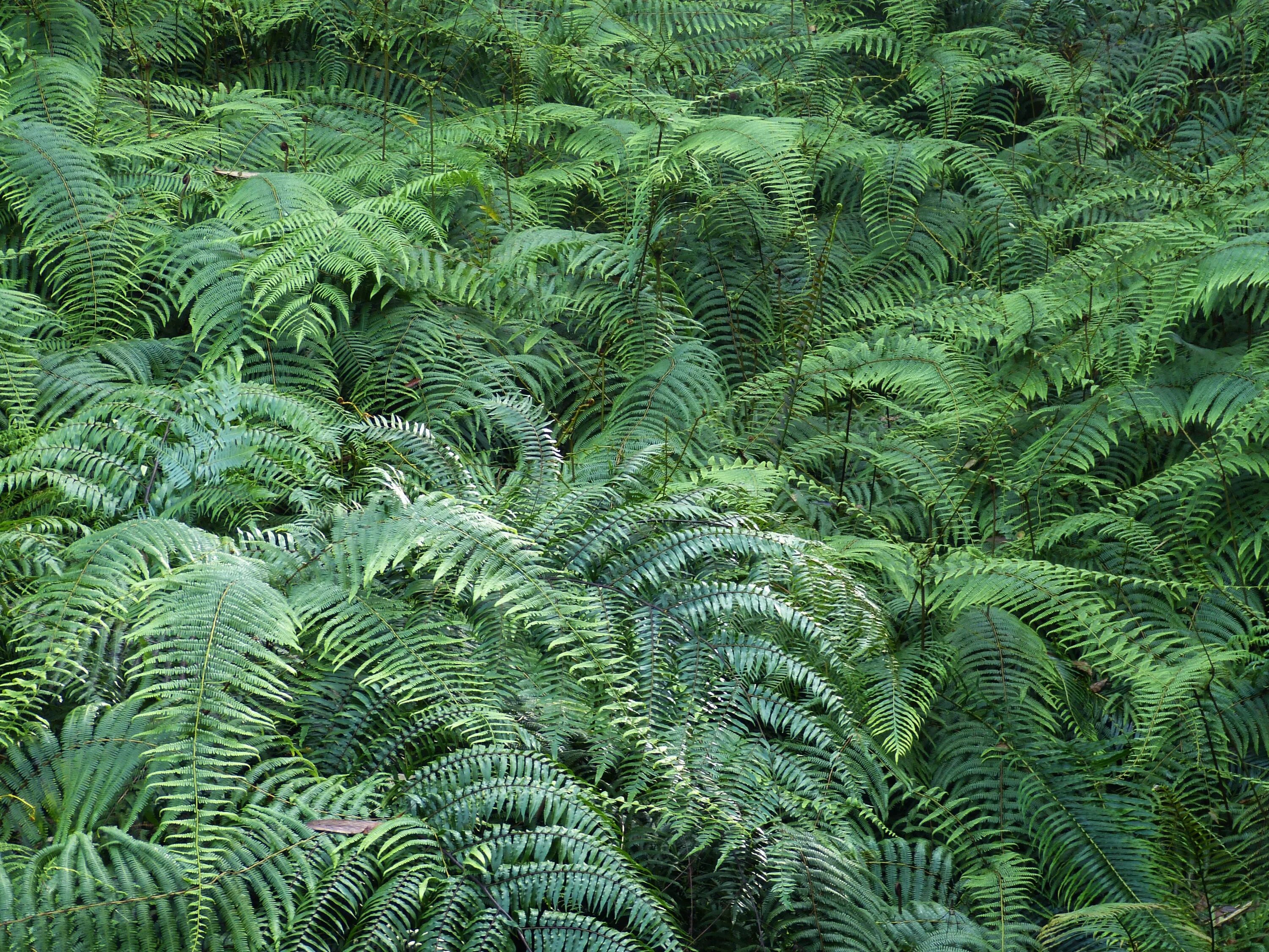 Rainforest plants. Папоротник Осмунда азиатская. Папоротник Осмунда Королевская. Папоротник Блэк Форест. Древовидный папоротник Циатея.