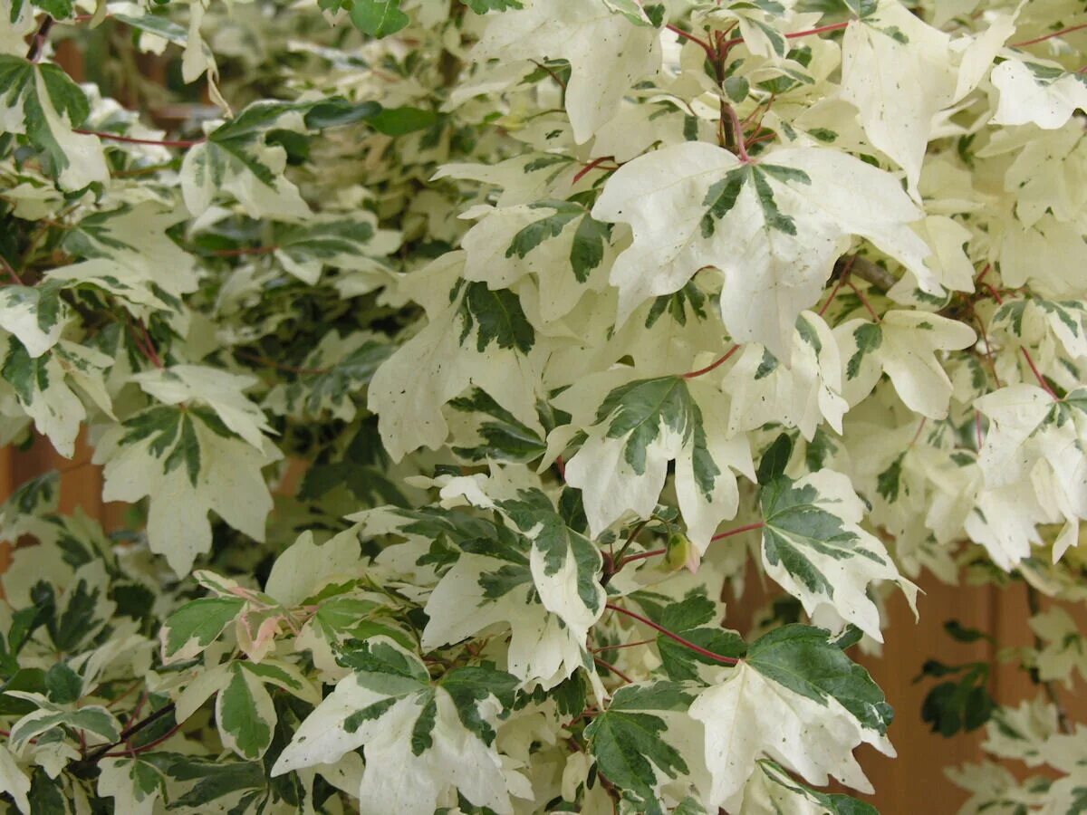 Дёрен белоокаймлённый. Дерен белый элегантиссима. Деревья с бело зеленой листвой. Клен остролистный окаймленный. Дерево зелено белые листья.