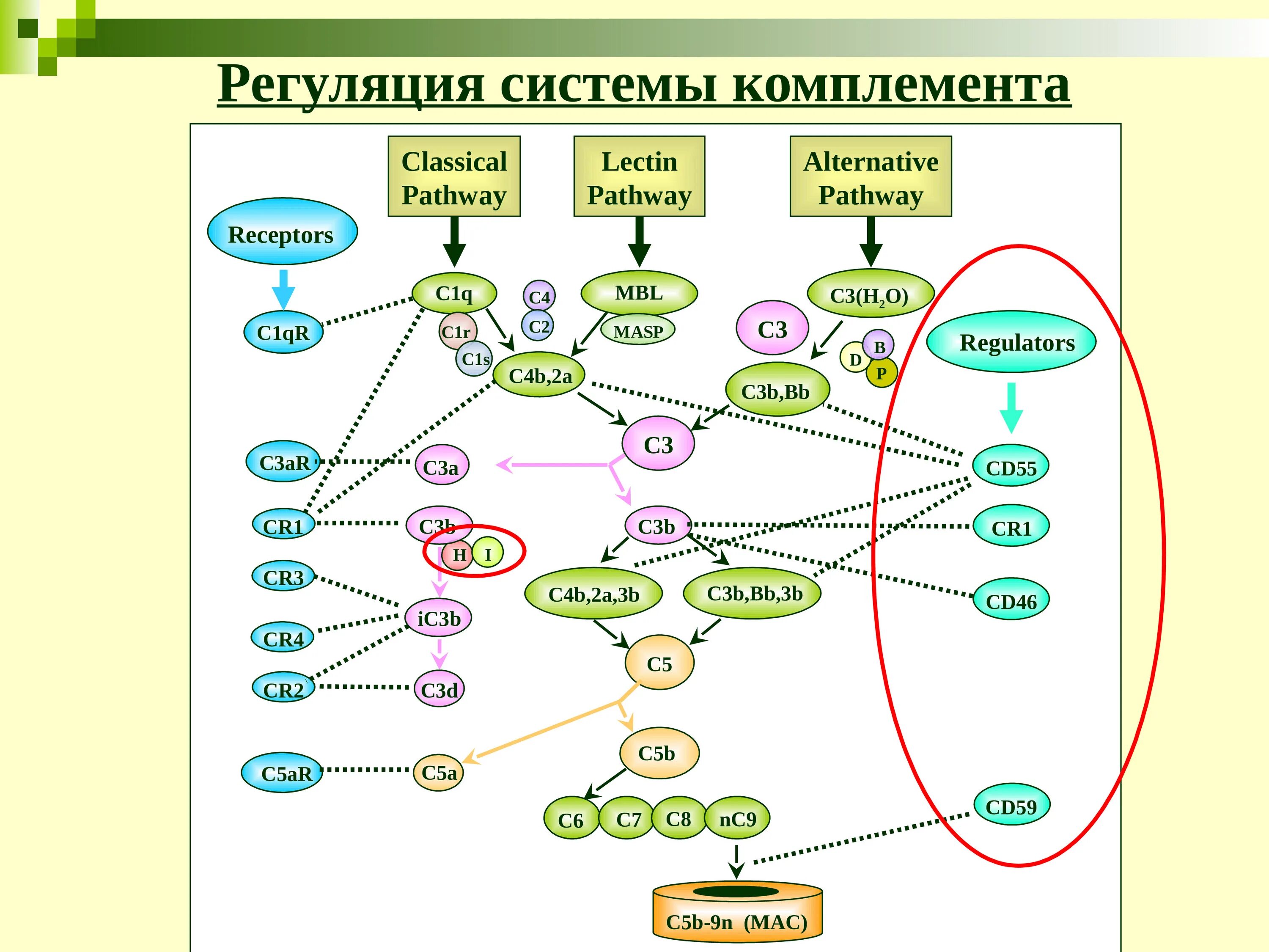 Комплемент c. Пути активации комплемента иммунология схема. C1 белок системы комплемента. Компоненты комплемента иммунология. 3 Пути активации системы комплемента.