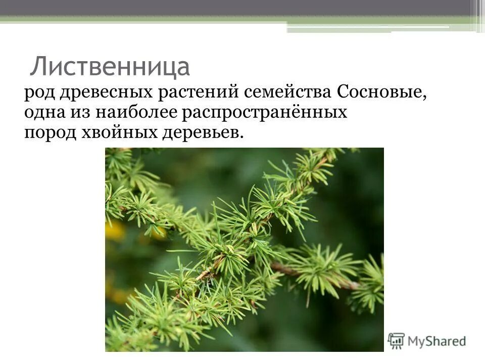 Презентация лиственница. Презентация лиственница