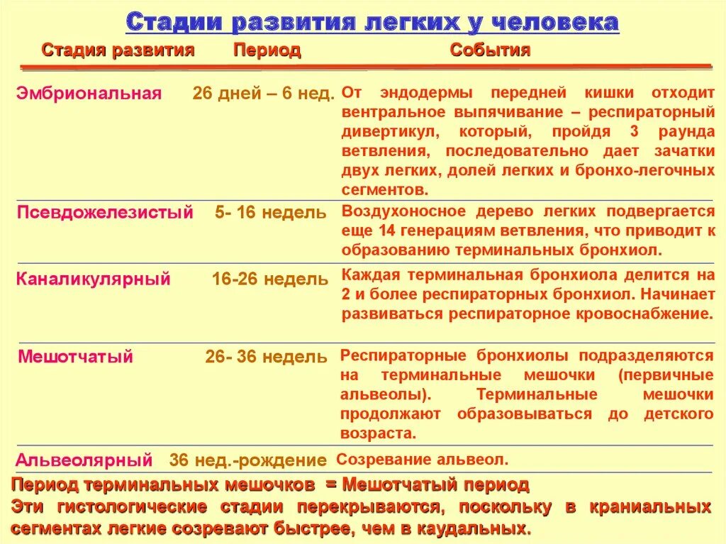 каналикулярная стадия развития легких. периоды развития легких. стадии эмбрионального развития легких. стадии развития легких. срок созревания легких у плода.