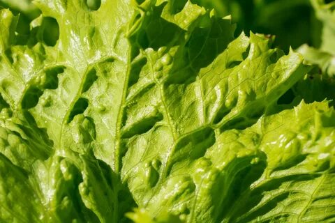 Green vegetable bed