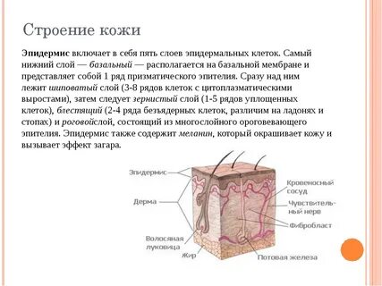 Строение слоя кожи эпидермиса