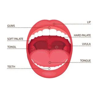Foot tongue mouth