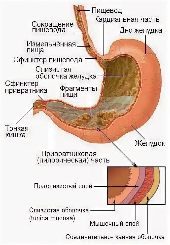 Пищевод без желудка. Желудок и пищевод человека. Строение пищевода и желудка. Пищевод и желудок анатомия человека. Строение желудка и пще.