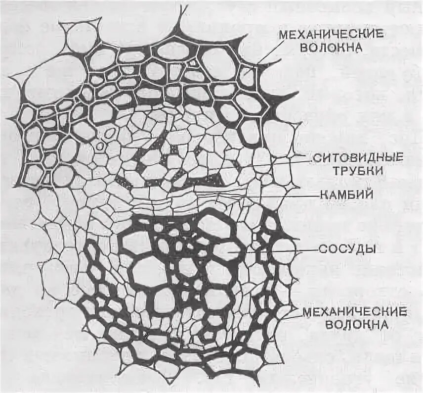 Проводящие пучки однодольных. Строение сосудисто волокнистого пучка листа. проводящие сосудисто-волокнистые пучки строение. поперечный срез корня ситовидные трубки. проводящий сосудисто-волокнистый пучок.