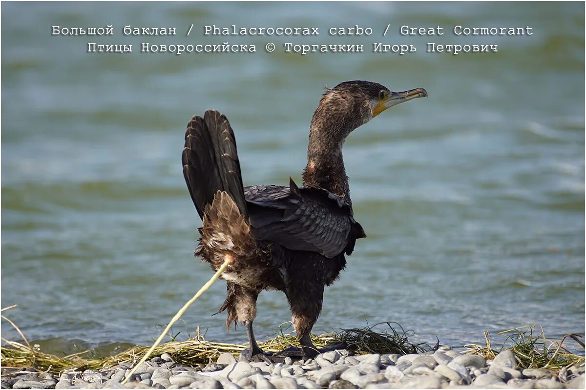 Большой Баклан Phalacrocorax Carbo. Баклан Приморский край. Галапагосский нелетающий Баклан. Смешной Баклан. Баклан 2