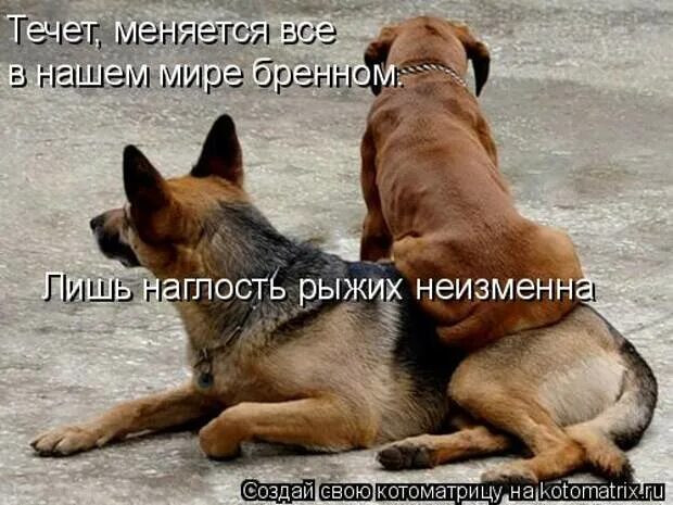 Беспардонность. Всё течёт, все меняется.. наглость. цитаты про наглых людей. беспардонность цитаты.
