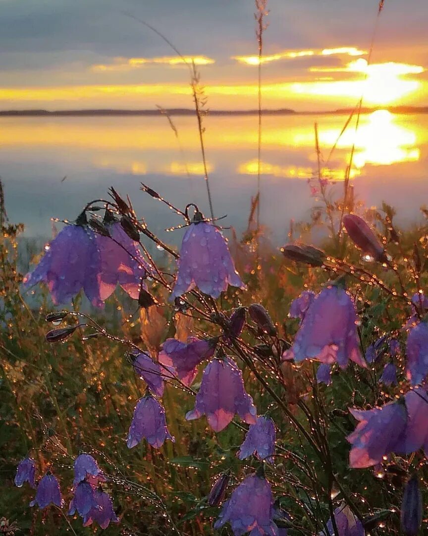 Чудесная природа. Цветы на рассвете. Красивый весенний закат. Природа Вдохновение.