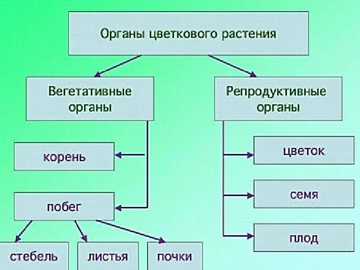 Покрытосеменные имеют органы. Органы цветковых растений схема. Органы цветкового растения 6 класс биология схема. Схема органы покрытосеменных растений 7 класс. Органы покрытосеменных растений 7 класс.