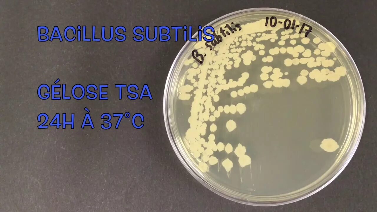 Bacillus subtilis что это. Bacillus subtilis на чашке петри. bacillus subtilis на петри. рост бациллюс субтилис. суб про bacillus subtilis.