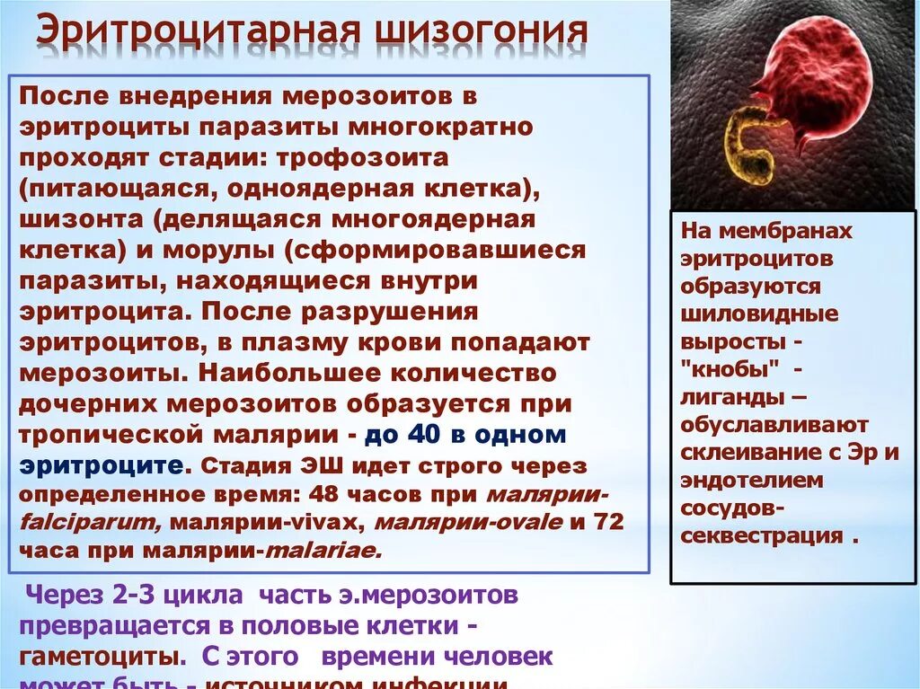 Зараженный эритроцит. Стадии эритроцитарной шизогонии. эритроцитарная шизогония при малярии. параэритроцитарная шизогония это. разрушение эритроцитов при малярии.