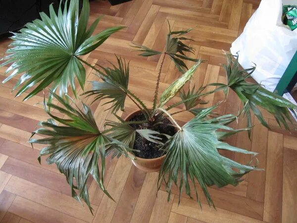 антуриум болезни листьев ржавчина. сохнет цветок что делать. гардения жасминовидная листья. септориоз спатифиллум. септориоз антуриума.