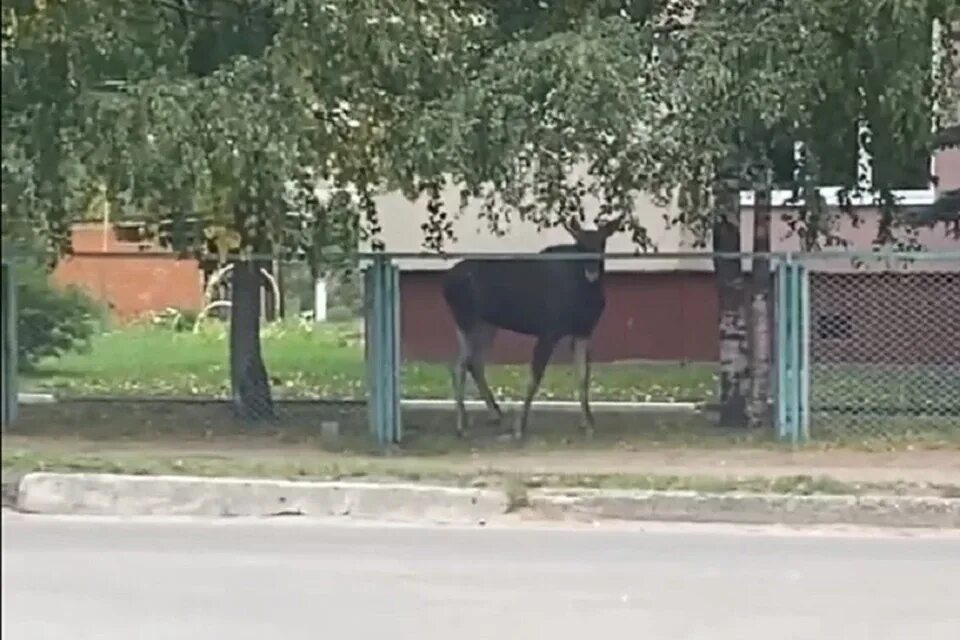 Лось в Ярославле на заборе. Лось в городе. Дикий Лось.