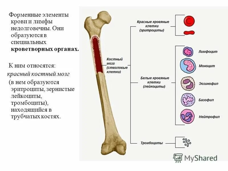 Кроветворная функция костей