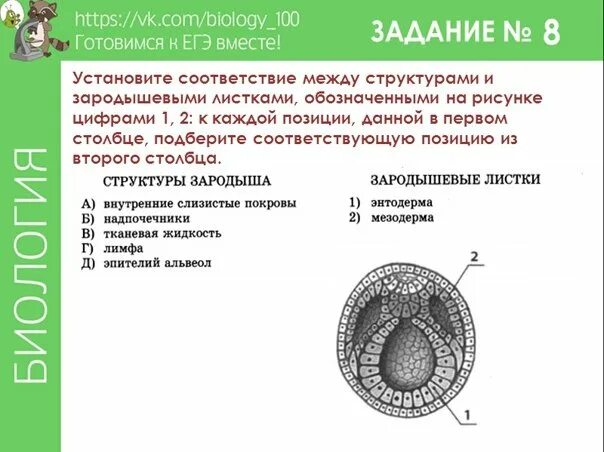 Слизистые покровы или гладкая поверхность мелкие размеры. Зародышевые листки эмбриона. Структура зародыша. Строение зародышевого листка. Зародышевые листки это в биологии.