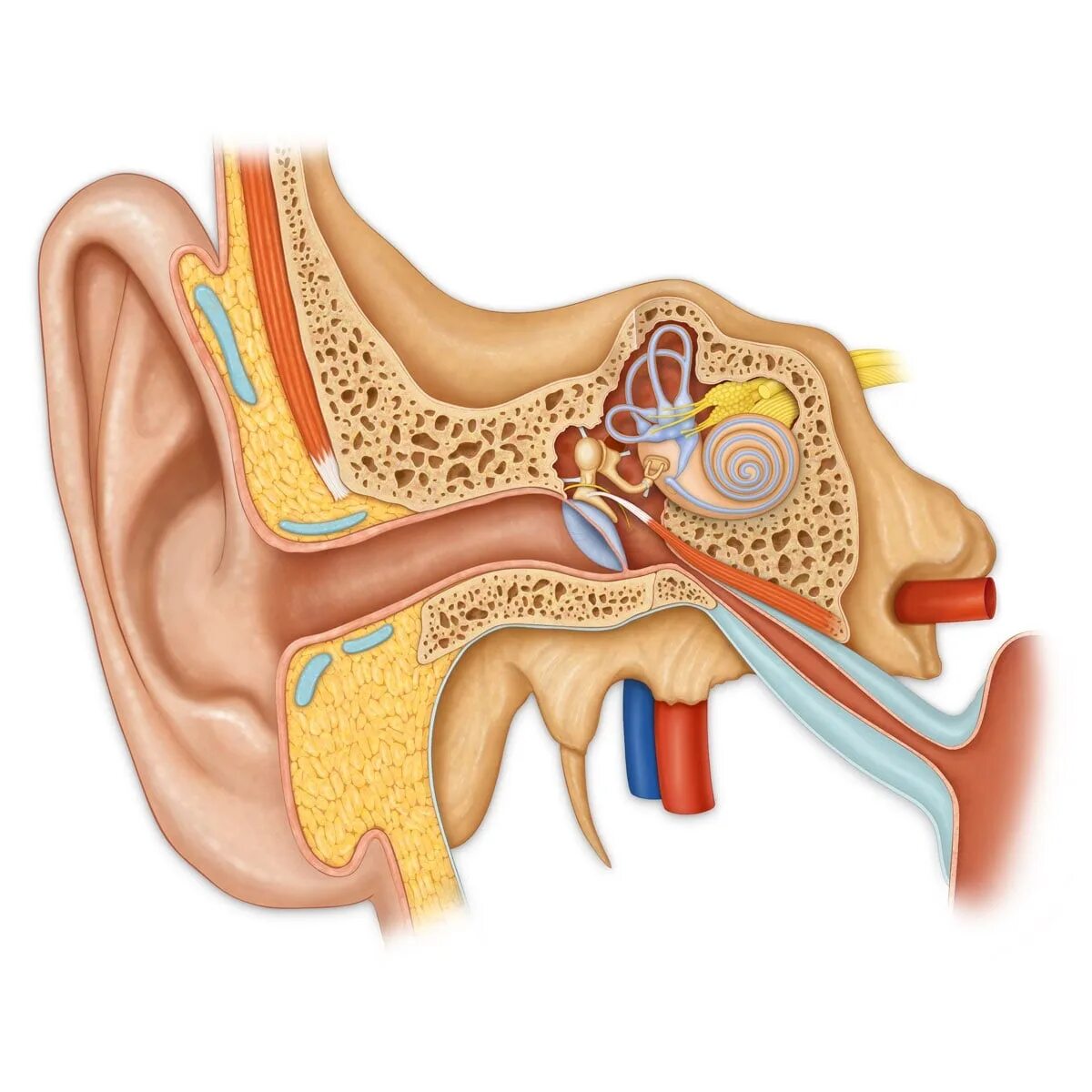Нервы органа слуха. Строение уха человека. Строение уха человека анатомия. Орган слуха внутреннее ухо анатомия. Слуховой нервы барабанная перепонка.