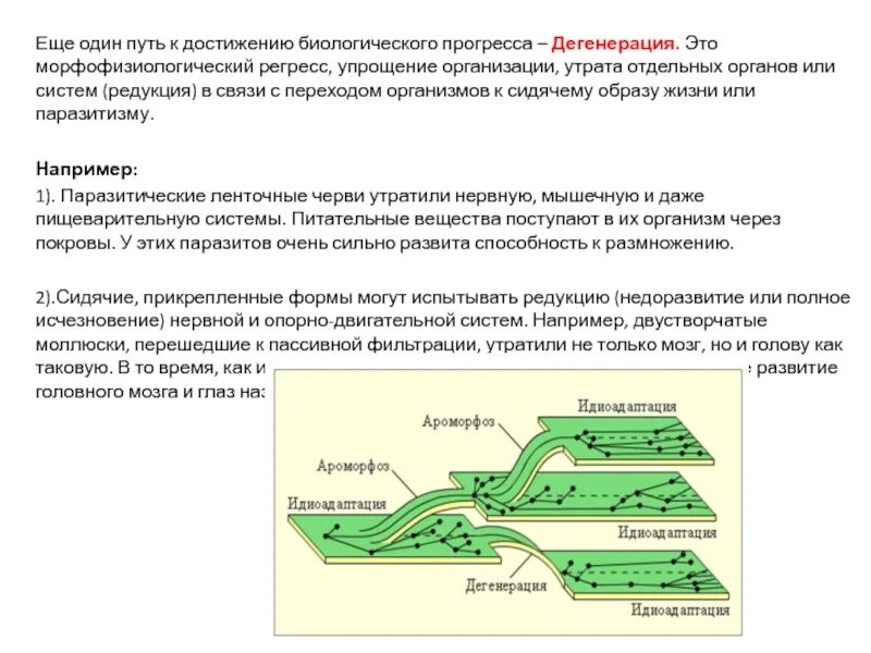 В чем проявляется биологический прогресс. Пути достижения биологического прогресса идиоадаптация. Пути достижения биологического прогресса ароморфоз. Направления эволюции и пути достижения биологического Прогресс. Таблица по биологии пути достижения биологического прогресса.