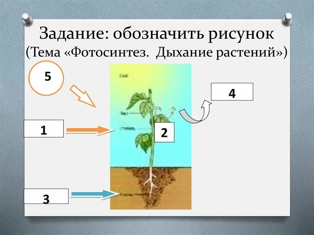 Задания по теме фотосинтез 6 класс. Схема фотосинтеза и дыхания растений. Дыхание растений рисунок. Фотосинтез и дыхание растений. Дыхание растений 6 класс.