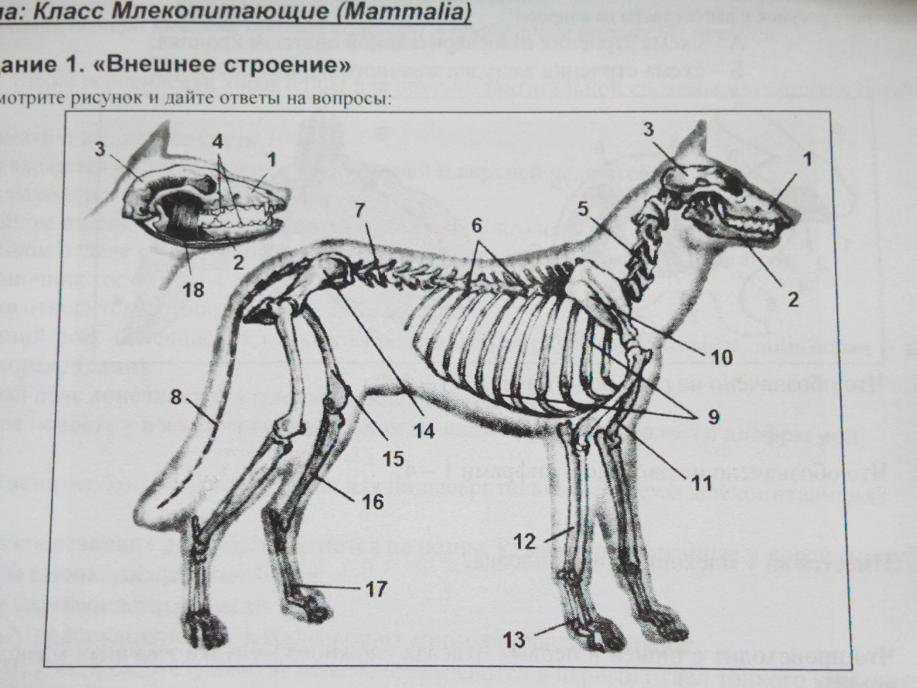 Внутреннее строение млекопитающих скелет. Составные части скелета собаки. Скелет млекопитающего биология. Скелет собаки строение биология. Скелет собаки строение малинуа.