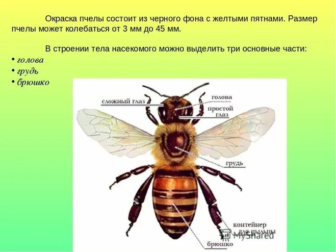 Окраска тела пчелы. Медоносная пчела Тип окраски. Размер пчелы. Строение пчелы. Расцветка и строение пчёл.