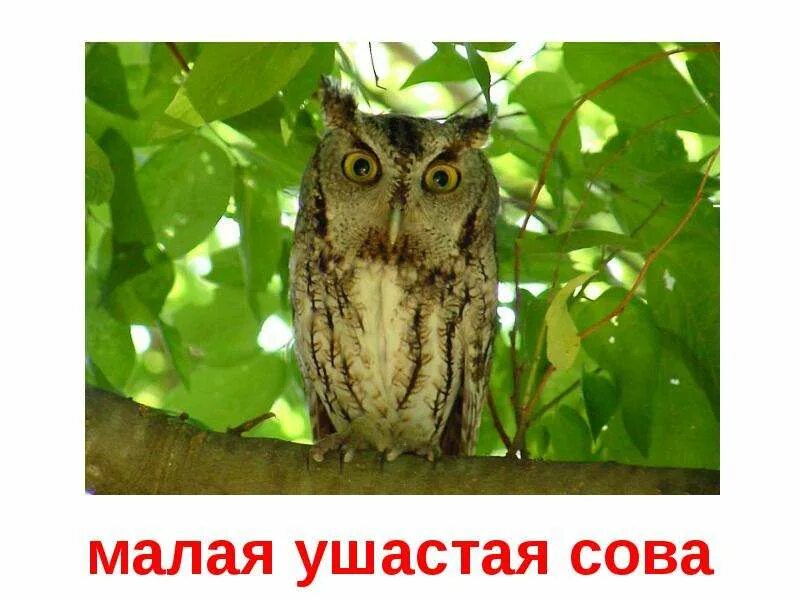 Проект про сову 4 класс Тундра Галкина Анастасия, 3 "А" скачать презентацию