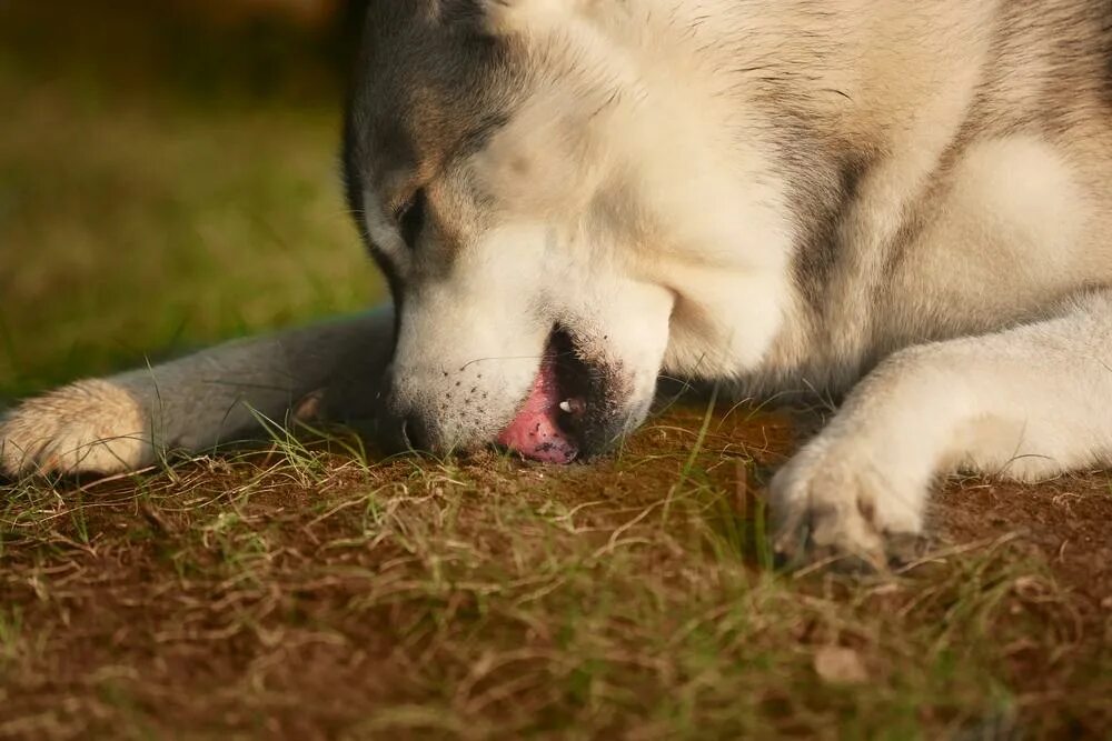 Сон съесть собаку. Собака подбирает с земли. Извращенный аппетит у собаки. Собака ест с земли.