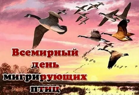 Всемирный день перелетных птиц