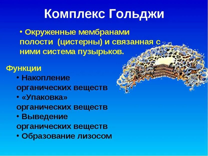 Накопление органических веществ происходит в