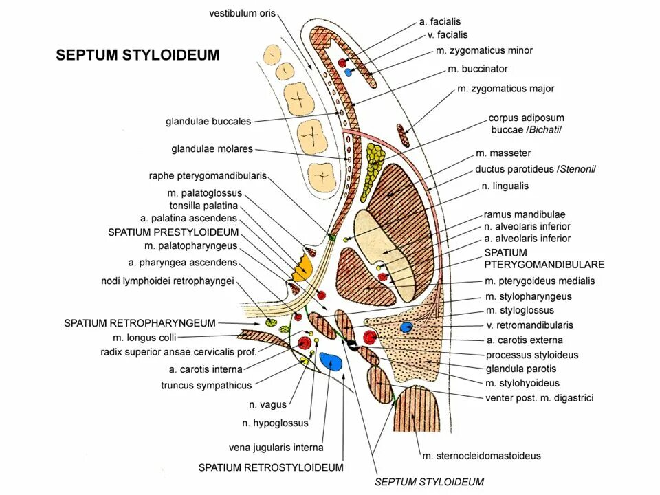 Spatium retropharyngeum. Жировое тело щеки (Corpus adiposum buccae. Ductus parotideus на препарате. Spatium retropharyngeum анатомия.