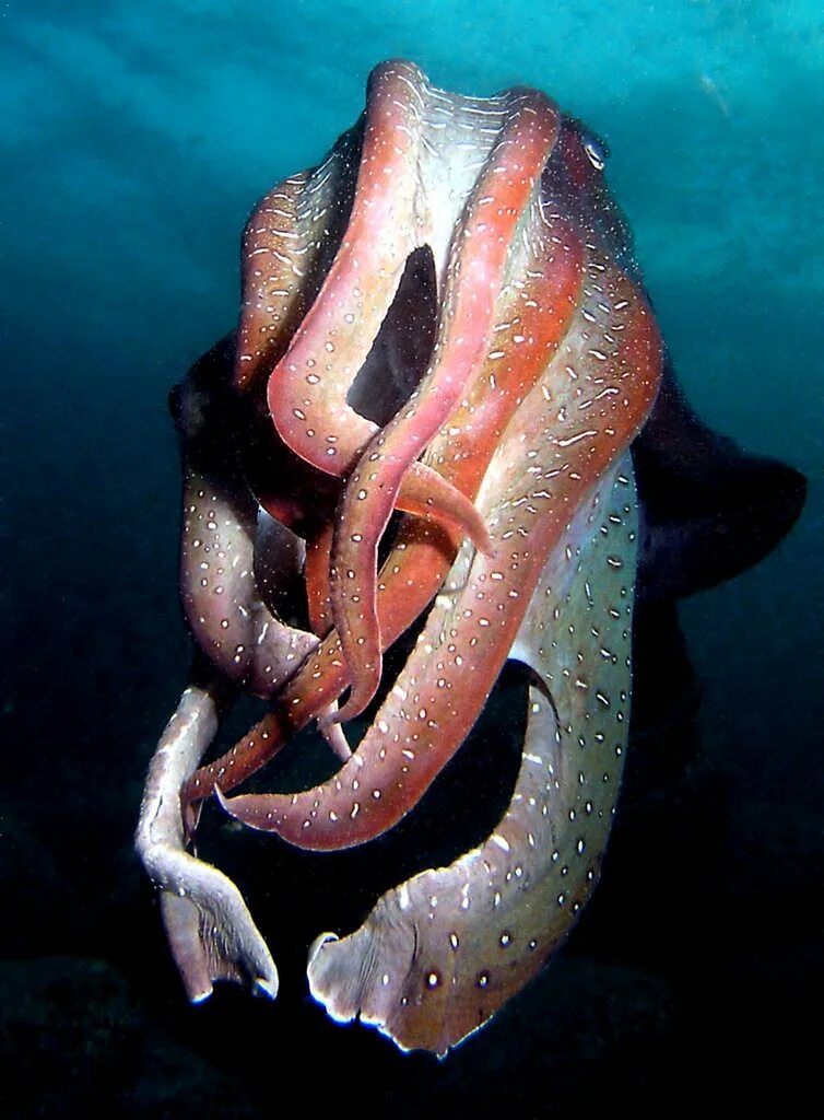 Головоногие моллюски каракатица. Гигантская австралийская каракатица. Мальки каракатицы. Двустворчатые моллюски каракатица.