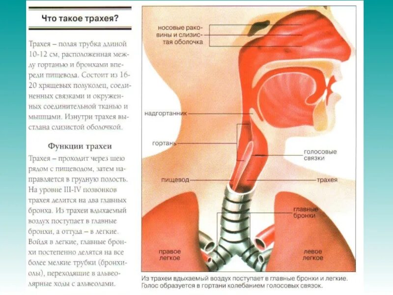 В какую систему органов входит гортань. Анатомия глотка гортань трахея. Пищевод и трахея и голосовые связки. Глотка гортань пищевод анатомия. Трахея и пищевод расположение у человека анатомия.