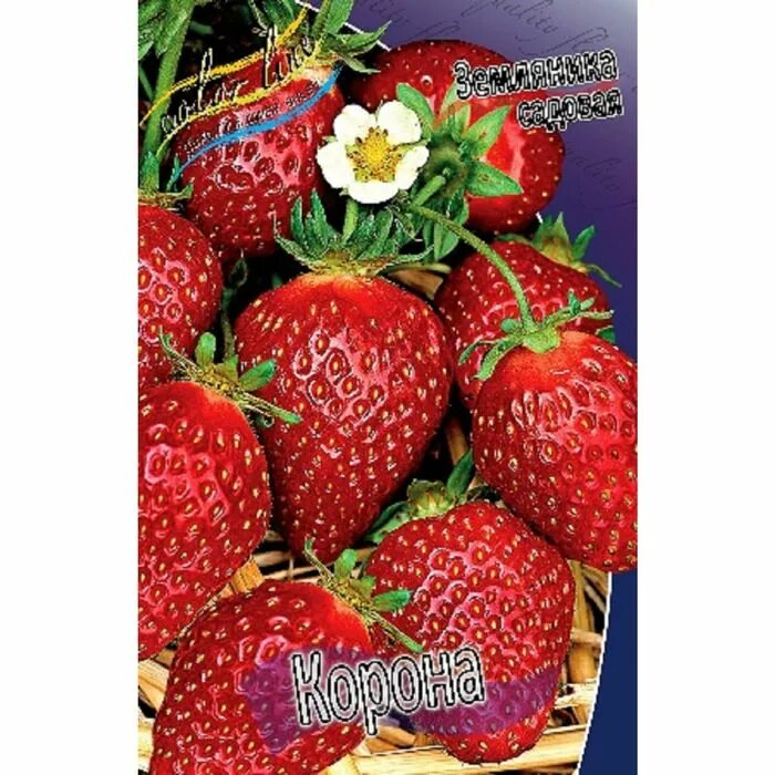 корона описание сорта. клубника сорт маджестик. корона описание сорта. земляника садовая сорта корона. клубника корона окс.