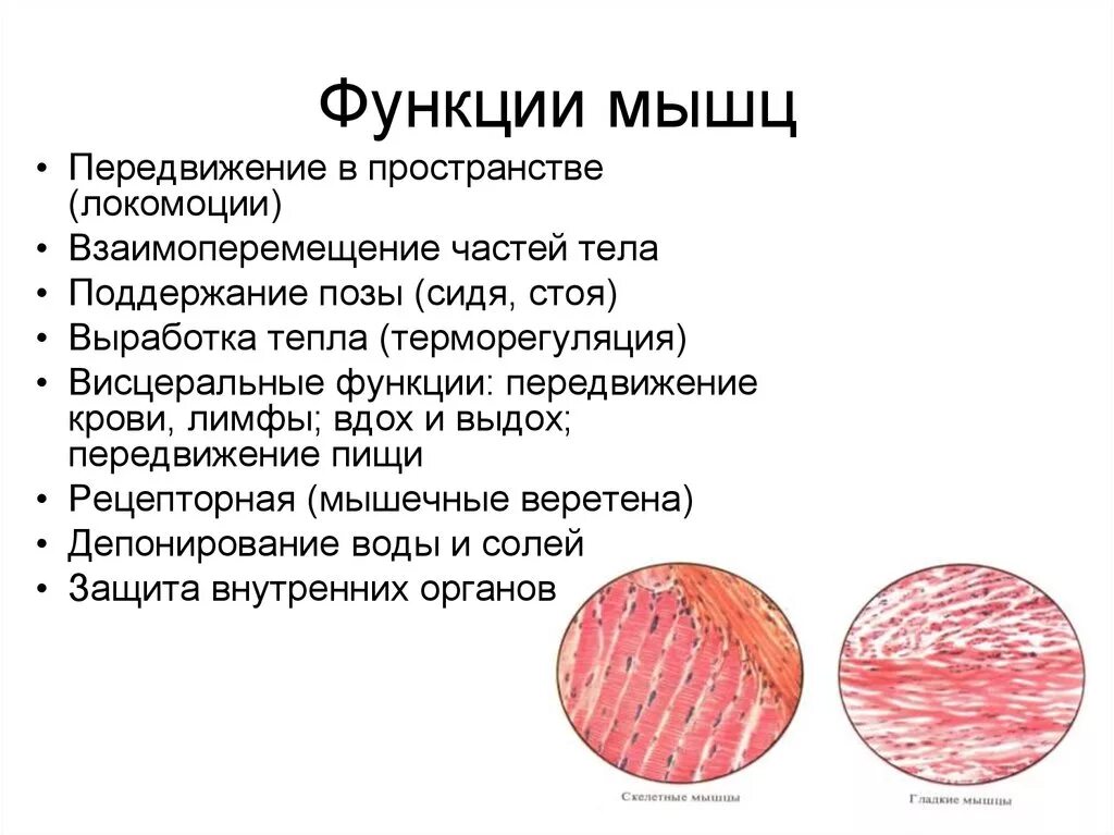 Какую функцию выполняют мышцы человека