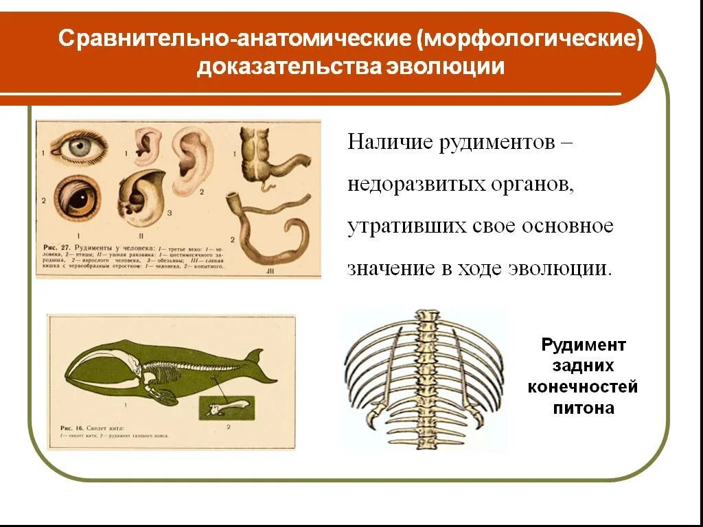 Сравнительно анатомические доказательства эволюции это