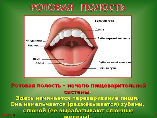 Строение ротовой полости. Пищеварение в ротовой полости зубы. Пищеварение в ротовой полости зубы и язык. Система пищеварения ротовая полость. Ротовая полость зубы человека