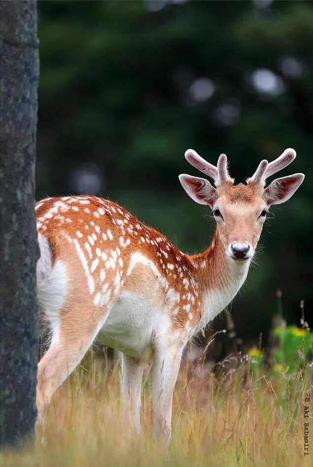 Pin by Pearl Aranda on ● ♡ ● Deer & Fawn ● ♡ ● Animals beautiful, Animals, Baby 