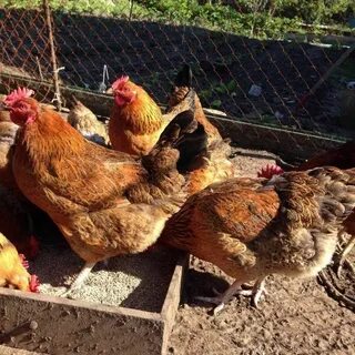 Куры кучинские описание