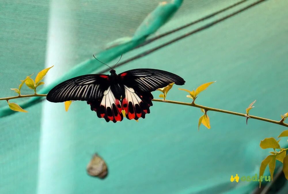 Радость жизни природа. Восхищение красотой. Детский восторг живопись. Дом бабочек восторг батарейная улица. Как автор показывает свое восхищение бабочкой.