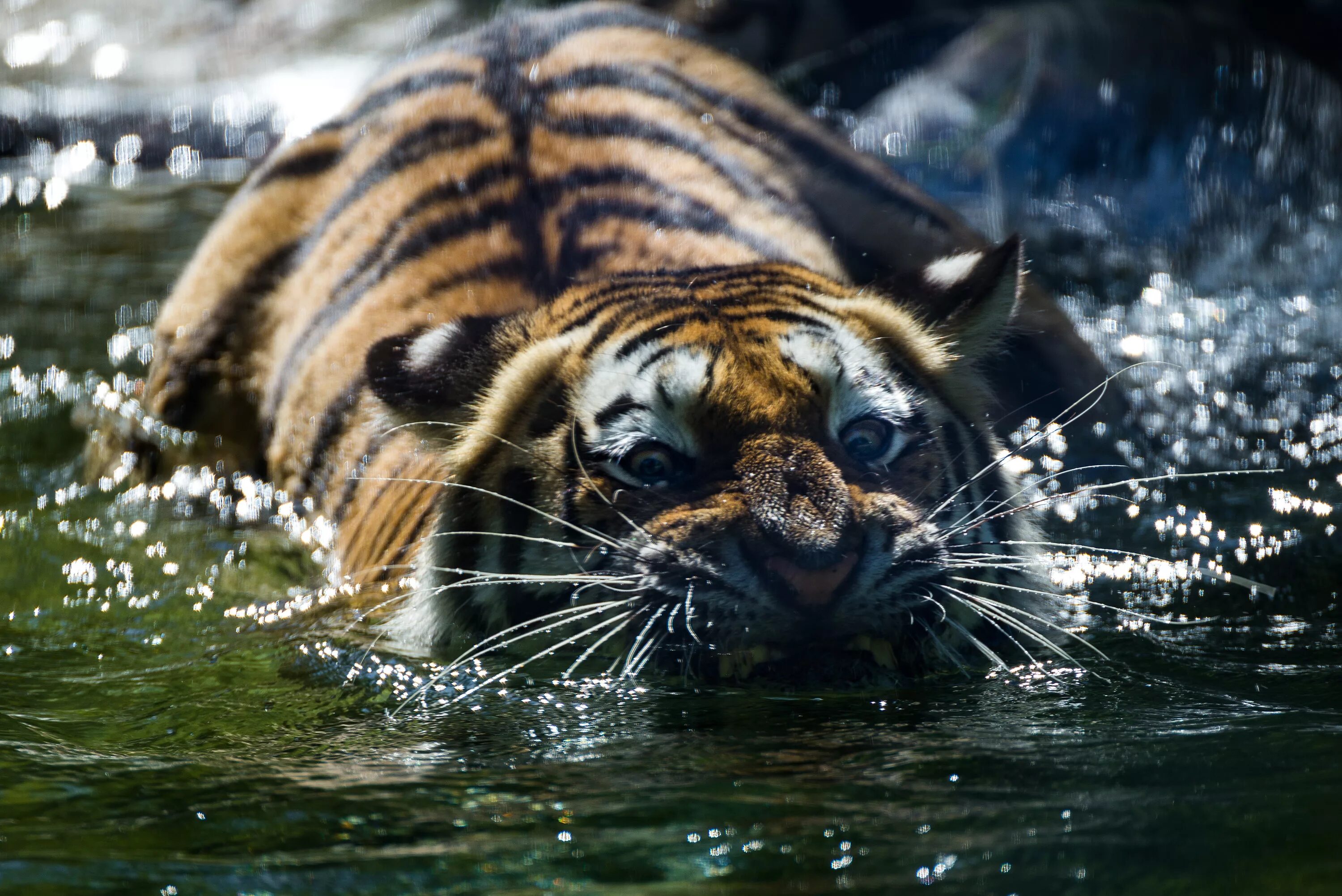X in cat tiger