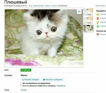 Авито объявления животные