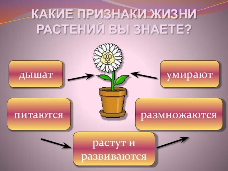 Размножение и развитие растений. Развитие растений 3 класс. Размножение и развитие растений 3 класс. Размножение растений 3 класс.