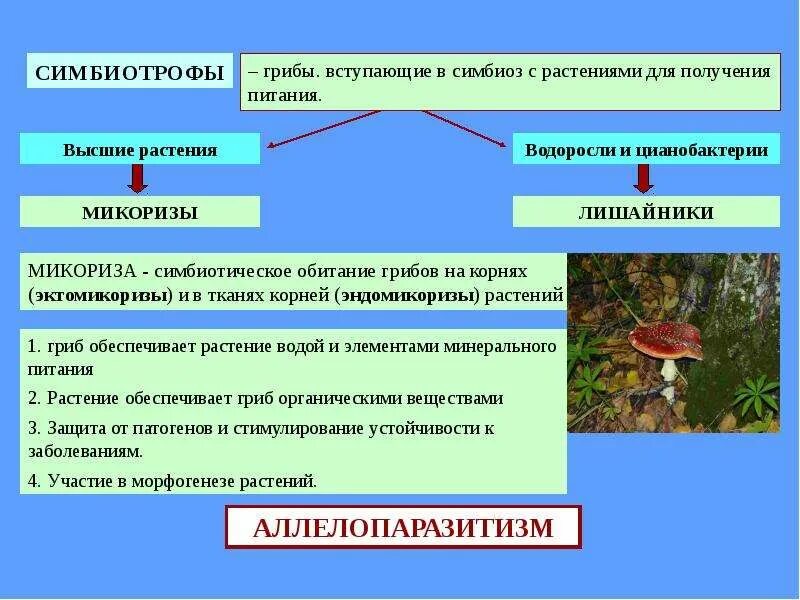 Грибы вступают в симбиоз с. Грибы вступают в симбиоз с растениями. Вступающие в симбиоз с растениями?. Организмы вступающие в симбиоз.